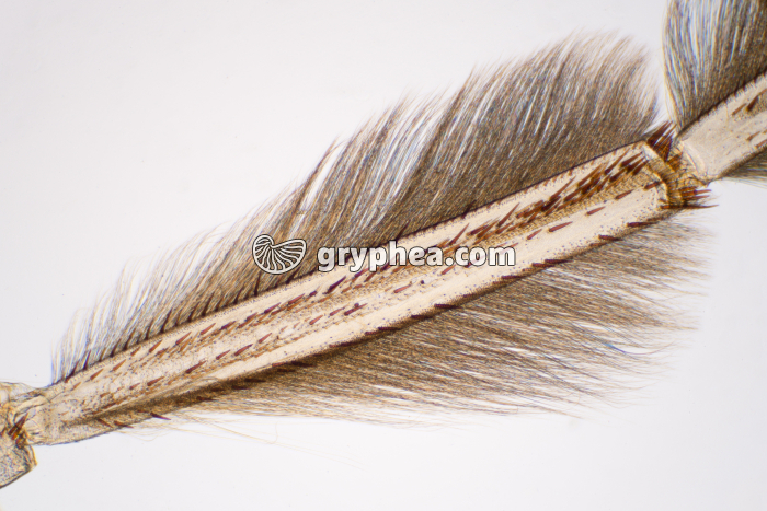 Patte natatoire Notonecte (détail) x8 - gryphea.org